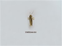 藏品(雙帶長苔蛾)的圖片